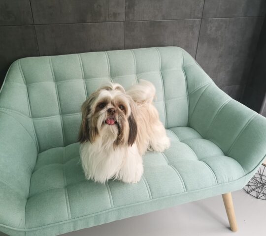 Dog Corner Peluquería Canina