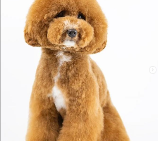 Dog Estilistas Caninos