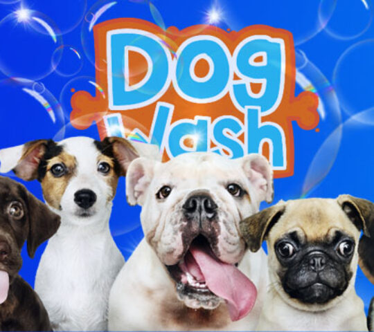 Dog Wash