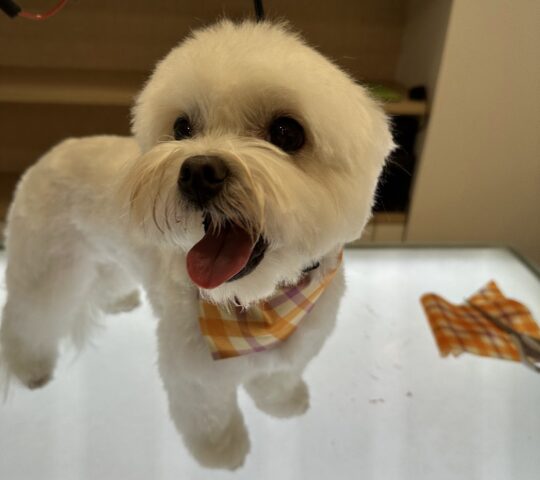 Doggo’s Spa Canino