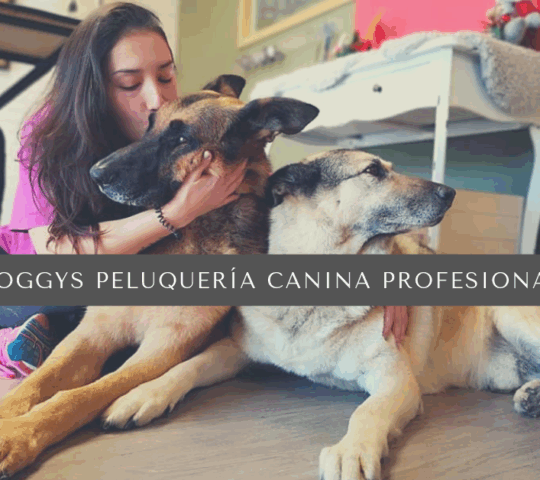 Doggys Peluquería canina