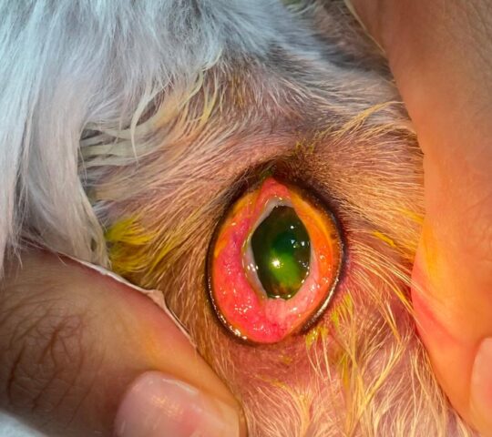 Draco Veterinary Clinic Draco Veterinary Clinic