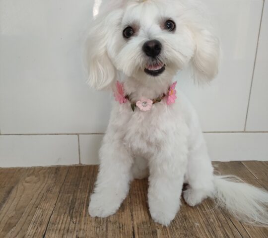 Els gossets d’Irene