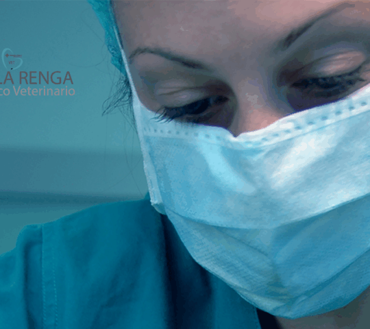 EmaVetexotic, Clinica Veterinaria animales exóticos y tienda de productos para mascotas EmaVetexotic, Clinica Veterinaria animales exóticos y tienda de productos para mascotas