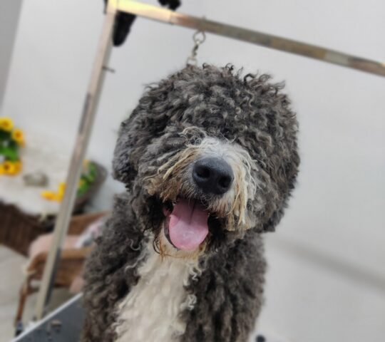 Enredadog Peluquería Canina