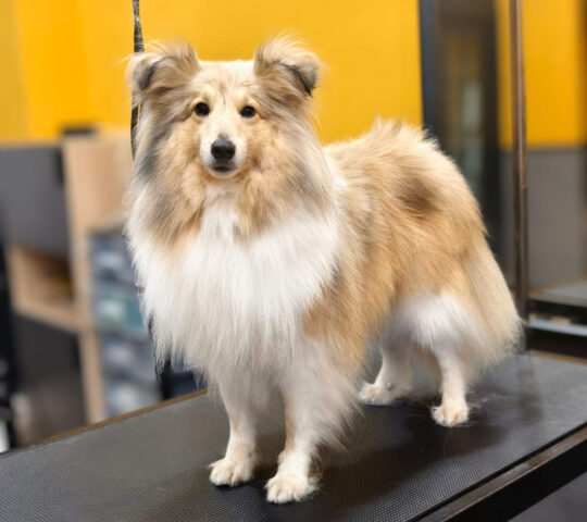 FLUFFY Spa&Style Peluquería Canina