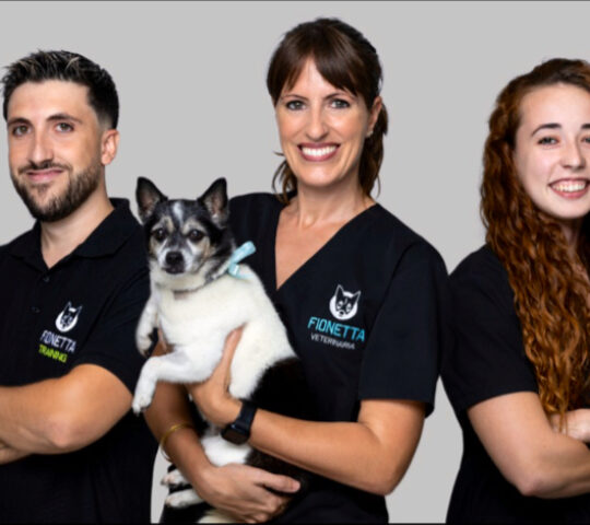 Fionetta – Veterinario en Elche
