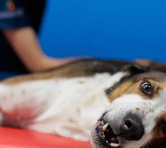 FisioMasVet Rehabilitación Veterinaria