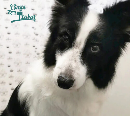 GarbiTxakur Amara. Maskoten auto-garbiketa eta txakur ile-apaindegia