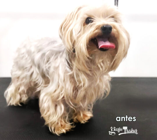 GarbiTxakur Sarriko. Peluquería canina, felina y autolavado de mascotas