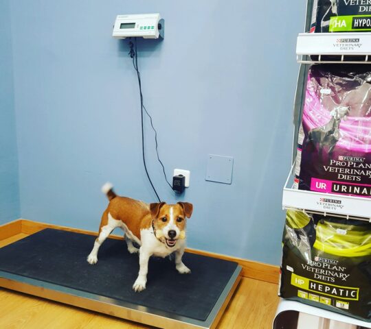 Garivet Clínica Veterinaria Porvenir