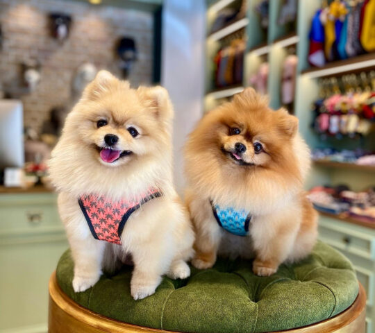 Gentlecan – Perros estilosos Gentlecan – Perros estilosos