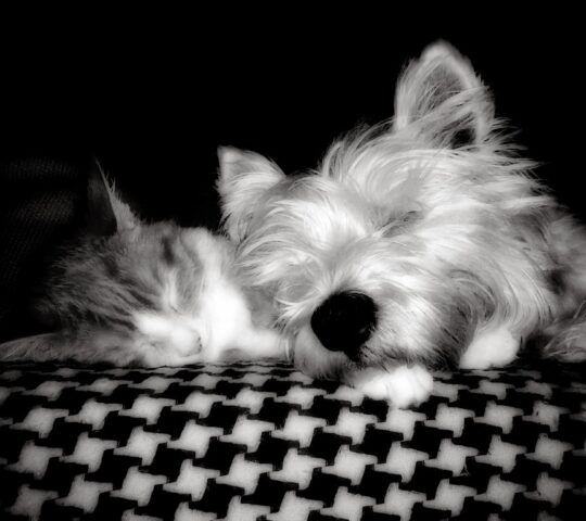 Gous Lezkairu Medicina Veterinaria Gous Lezkairu Medicina Veterinaria