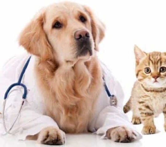 Granada Veterinary Clinic