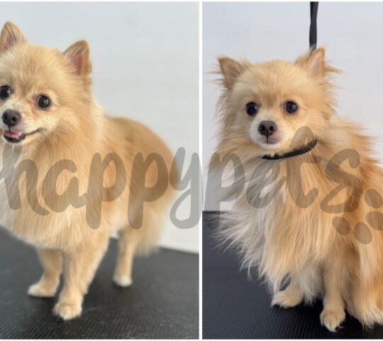 Happy Pets peluquería y estética canina