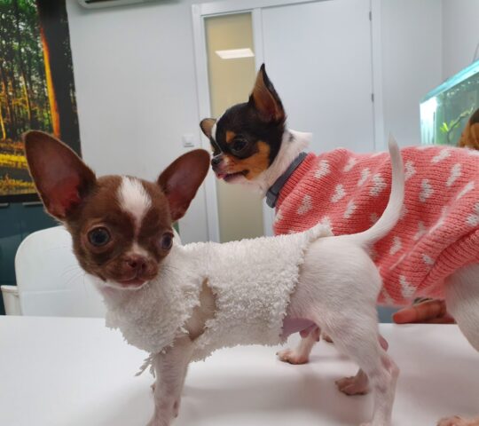 Hospital Aralar Veterinarios