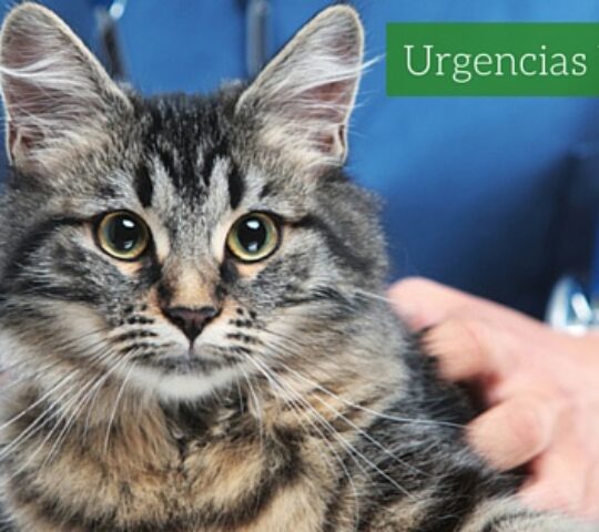 Hospital Veterinari Provença