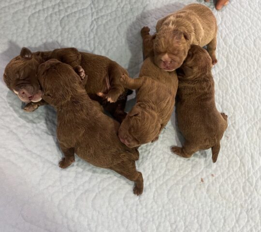 Hospital Veterinario Costa del Sol