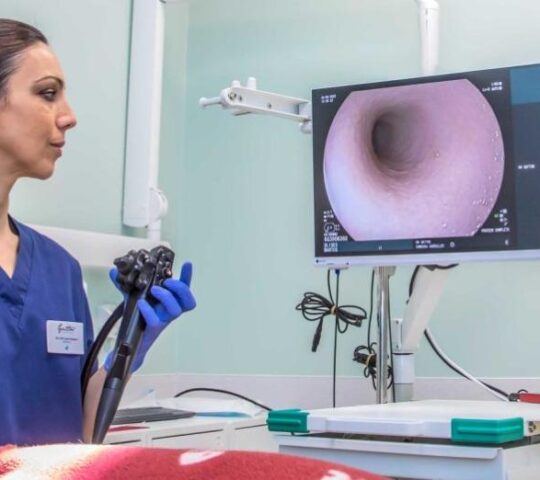 Centro Veterinario El Gat Roig