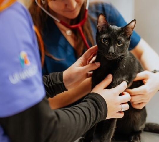 Hospital Veterinario Tartanga UNAVETS – Erandio