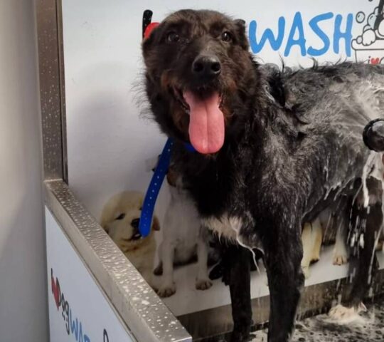I Love Dog Wash | Murcia
