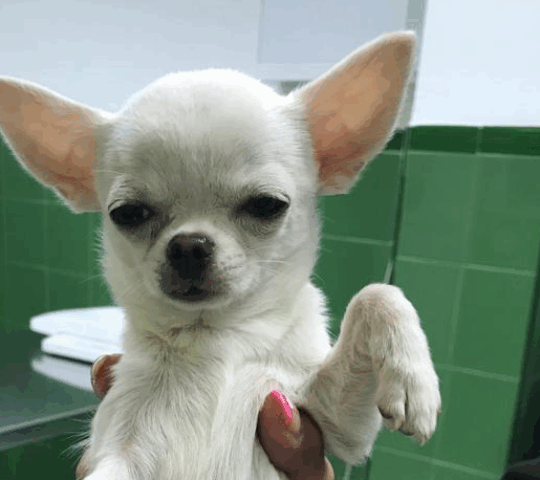 Isabel Solaz Centro Veterinario Isabel Solaz Centro Veterinario