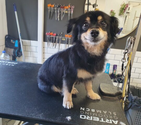 Jodies Groom Room & International Training Centre