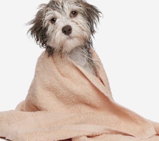 KARAMIEL Peluquería Canina KARAMIEL Peluquería Canina