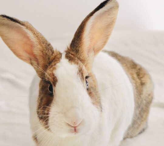 Kennel Veterinary Clinic