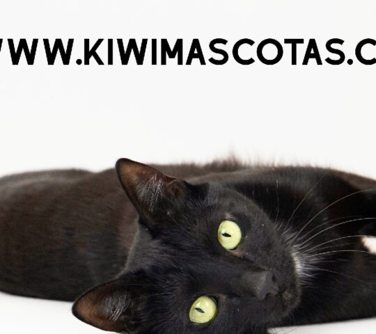 Kiwi Veterinaria Kiwi Veterinaria