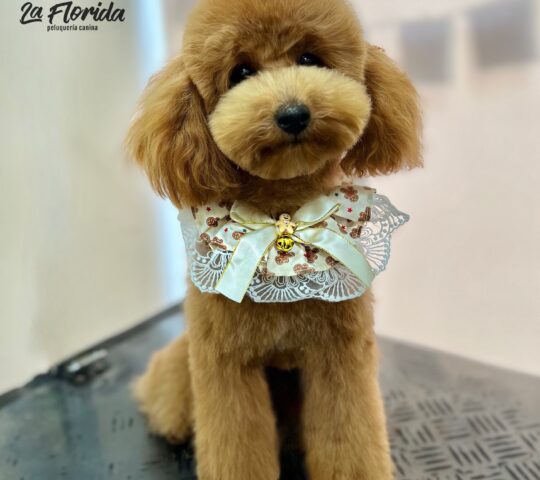 La Florida Pelu Canina