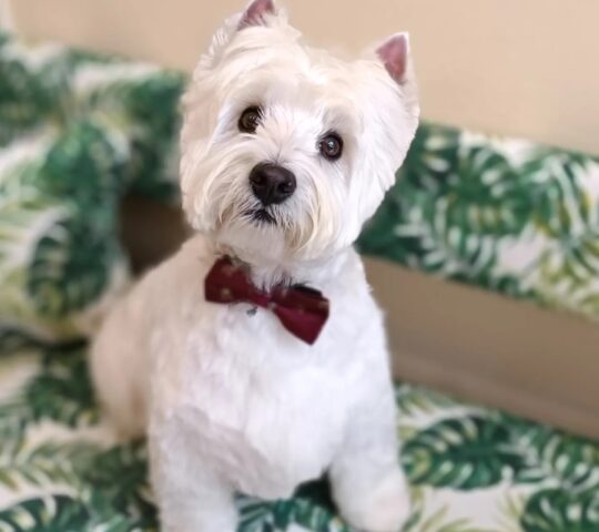 La Perruquería de Sara Sastre – Peluquería para perros