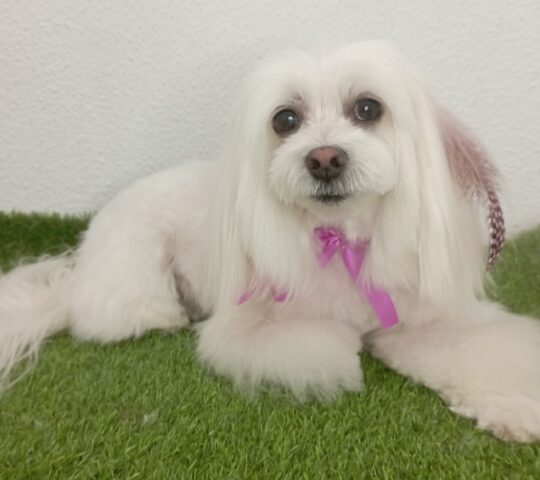 Lifestyle Belleza Canina