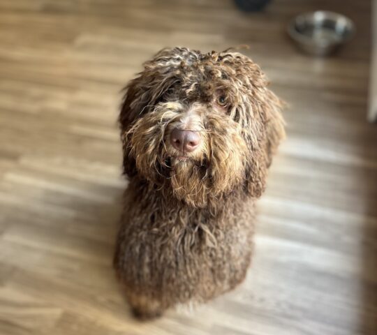 LimaCan Dog Grooming