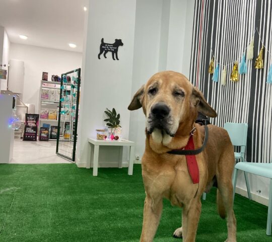 Limpiadog Albors Limpiadog Albors