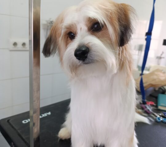 Limpiadog Buenavista. Peluquería canina, Autolavado y tienda.