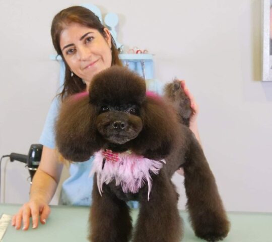 Lovely pedigri Lovely pedigri