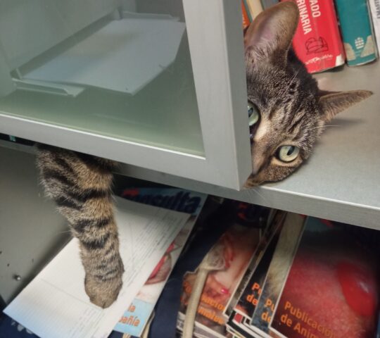 Maragall Veterinaris Maragall Veterinaris