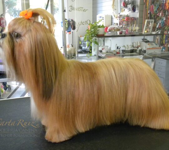 Marta Ruiz Peluquería Canina