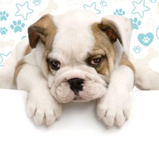 MascoStyle MascoStyle