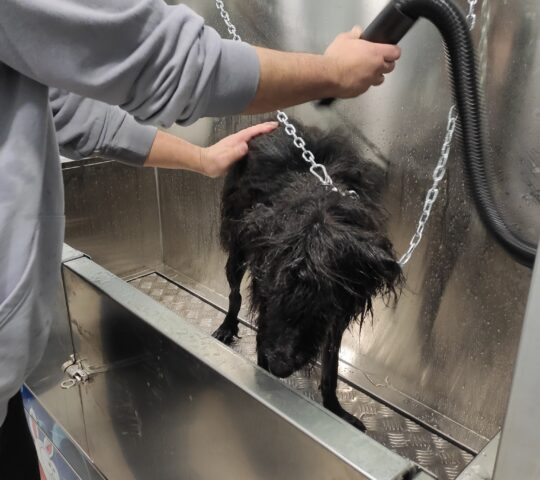 Mascosti (Autolavado de mascotas)