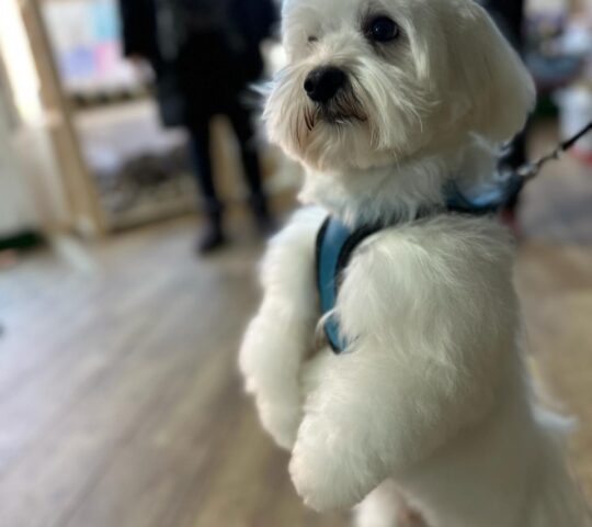 Mascotas Pet & Shop – Peluquería Canina y Felina