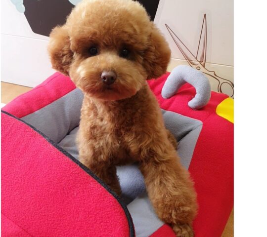 Mimopets Peluquería Canina y Spa (Ozonoterapia)