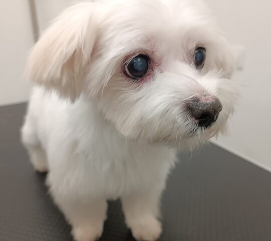 Monisísimos – Peluquería Canina + Spa Monisísimos – Peluquería Canina + Spa