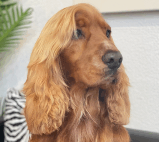 Mr & Mrs Dog – Peluquería Canina y Alimentación Natural