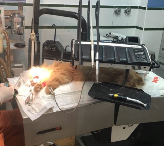 Nexo Veterinario Huelva