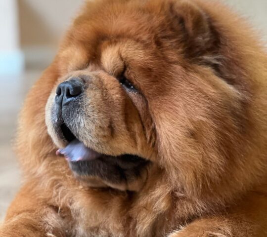 Niki Grooming Peluquería Canina Niki Grooming Peluquería Canina