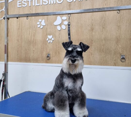OCYCO Dog grooming and pet service center