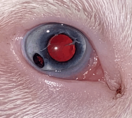 Oftalmología Veterinaria Ana Delgado Oftalmología Veterinaria Ana Delgado