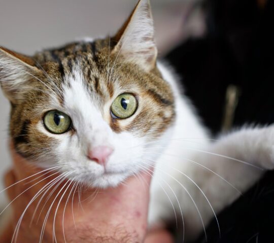 Oftalmovet oftalmología veterinaria